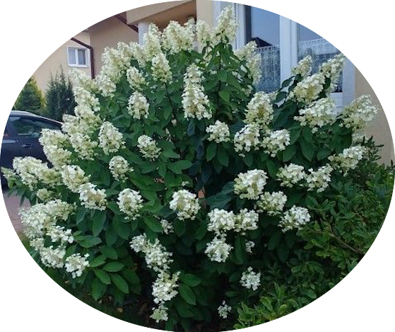 Hydrangea Paniculata Levana® vaso 18