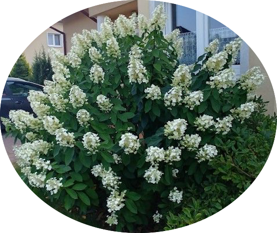 Hydrangea Paniculata Levana® vaso 18