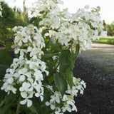 Hydrangea Paniculata Levana® vaso 18