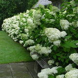 Hydrangea paniculata Limelight® vaso 18/19