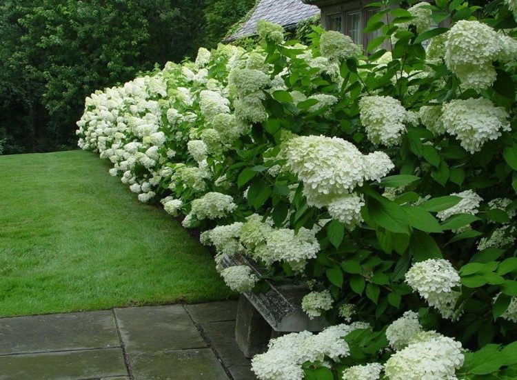 Hydrangea paniculata Limelight® vaso 18/19