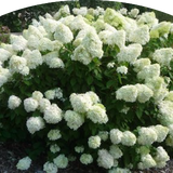 Hydrangea paniculata Limelight® vaso 18/19