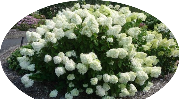 Hydrangea paniculata Limelight® vaso 18/19