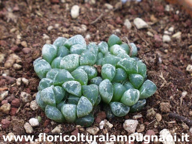 Haworthia cooperi filifera