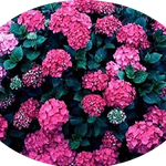 Hydrangea macrophylla  Ami Pasquier vaso 18