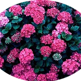 Hydrangea macrophylla  Ami Pasquier vaso 18