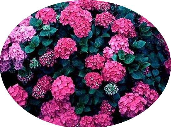 Hydrangea macrophylla  Ami Pasquier vaso 18