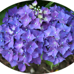 Hydrangea macrophylla  Ami Pasquier vaso 18