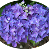 Hydrangea macrophylla  Ami Pasquier vaso 18