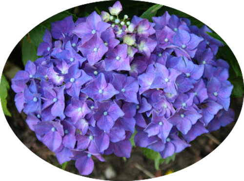 Hydrangea macrophylla  Ami Pasquier vaso 18