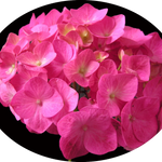 Hydrangea macrophylla  Ami Pasquier vaso 18