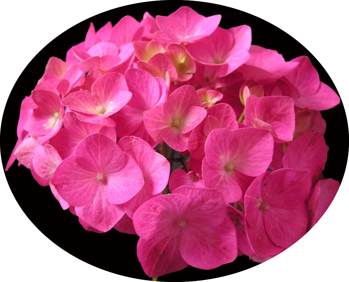 Hydrangea macrophylla  Ami Pasquier vaso 18