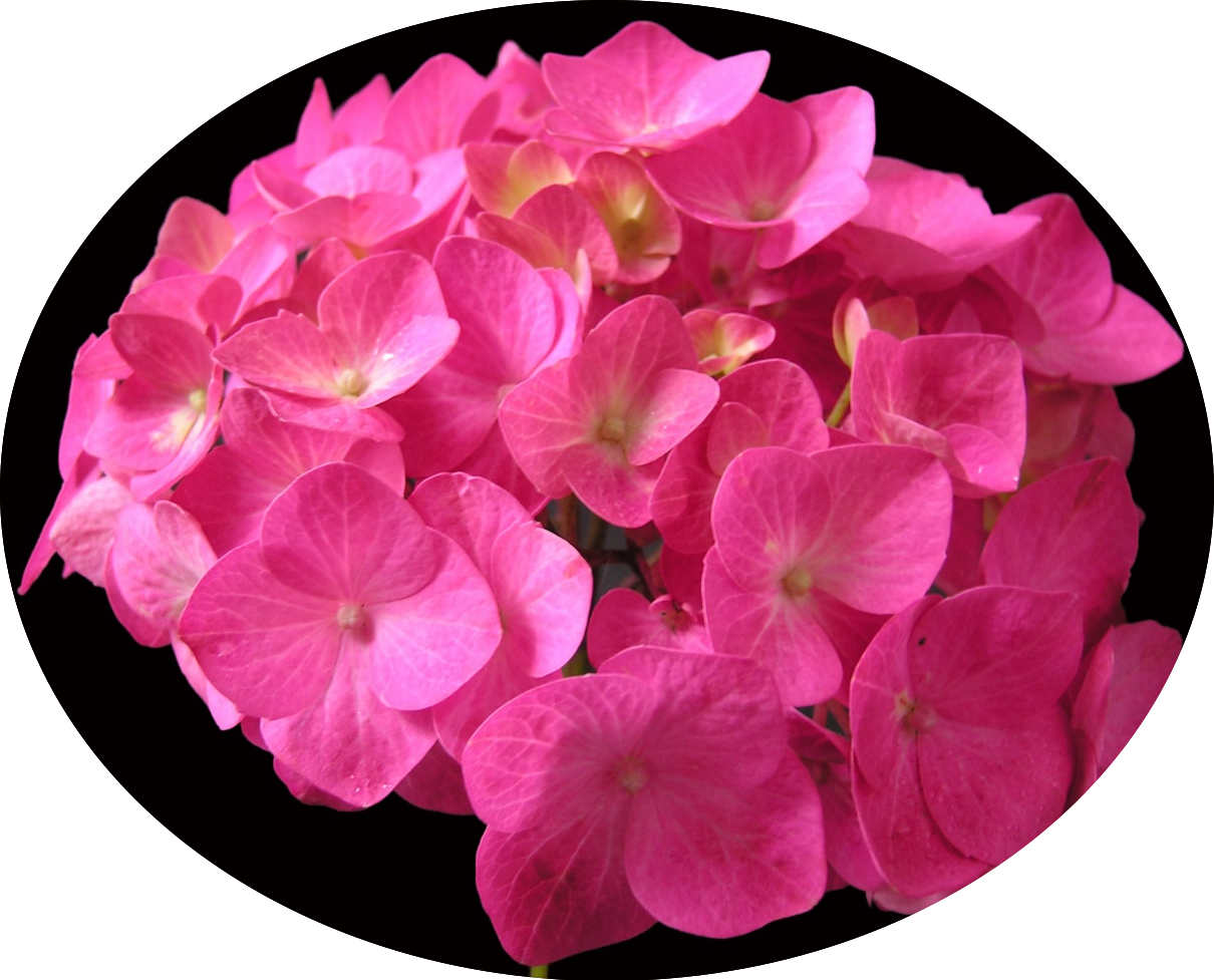 Hydrangea macrophylla  Ami Pasquier vaso 18