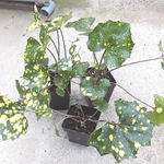 Farfugium Japonicum Aureomaculatum vaso 9