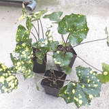 Farfugium Japonicum Aureomaculatum vaso 9