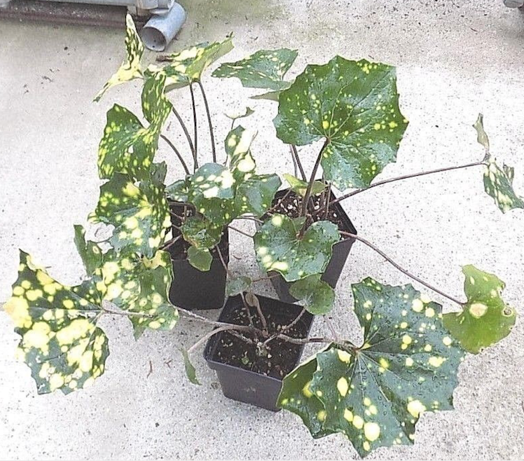 Farfugium Japonicum Aureomaculatum vaso 9