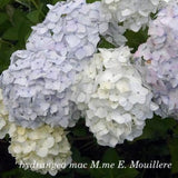 Hydrangea mac M.me E. Mouillere vaso 18