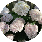 Hydrangea mac M.me E. Mouillere vaso 18