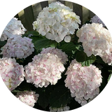 Hydrangea mac M.me E. Mouillere vaso 18