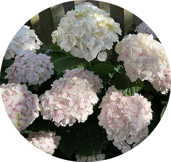 Hydrangea mac M.me E. Mouillere vaso 18