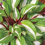 Hosta Raspberry Sundae