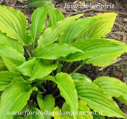 Hosta Invincible Spirit (Profumata)