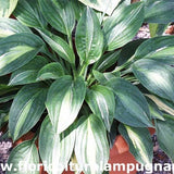 Hosta Striptease