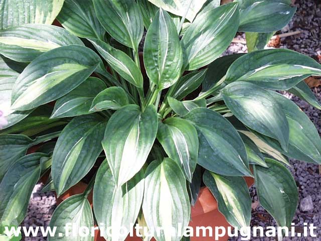 Hosta Striptease