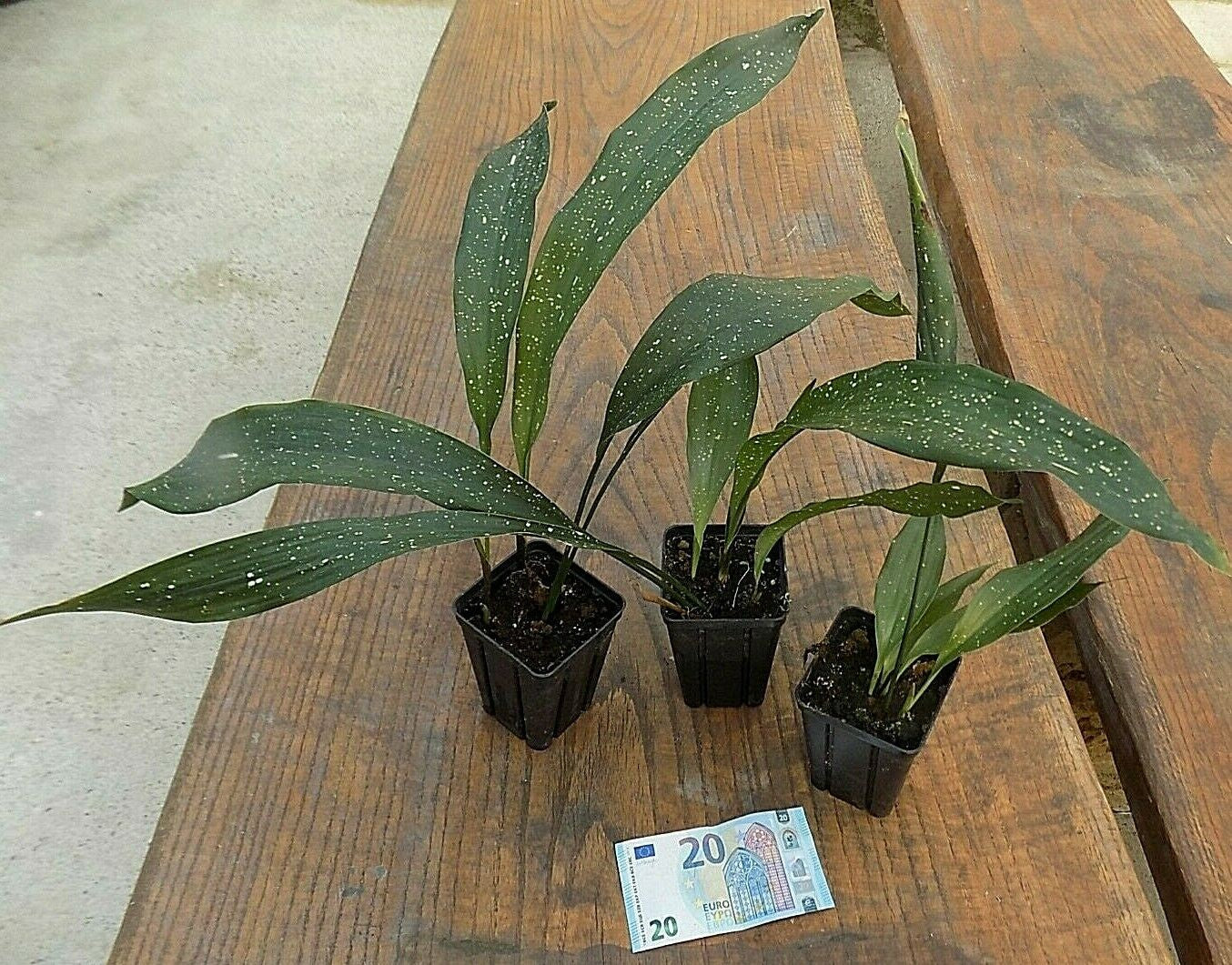 Aspidistra elatior  Milky way vaso 9x13