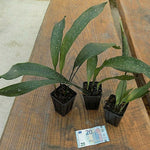 Aspidistra elatior  Milky way vaso 9x13