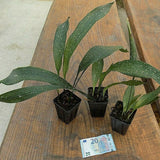 Aspidistra elatior  Milky way vaso 9x13