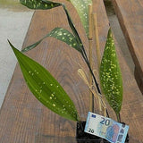 Aspidistra sichuanensis Chromatographic in Vaso