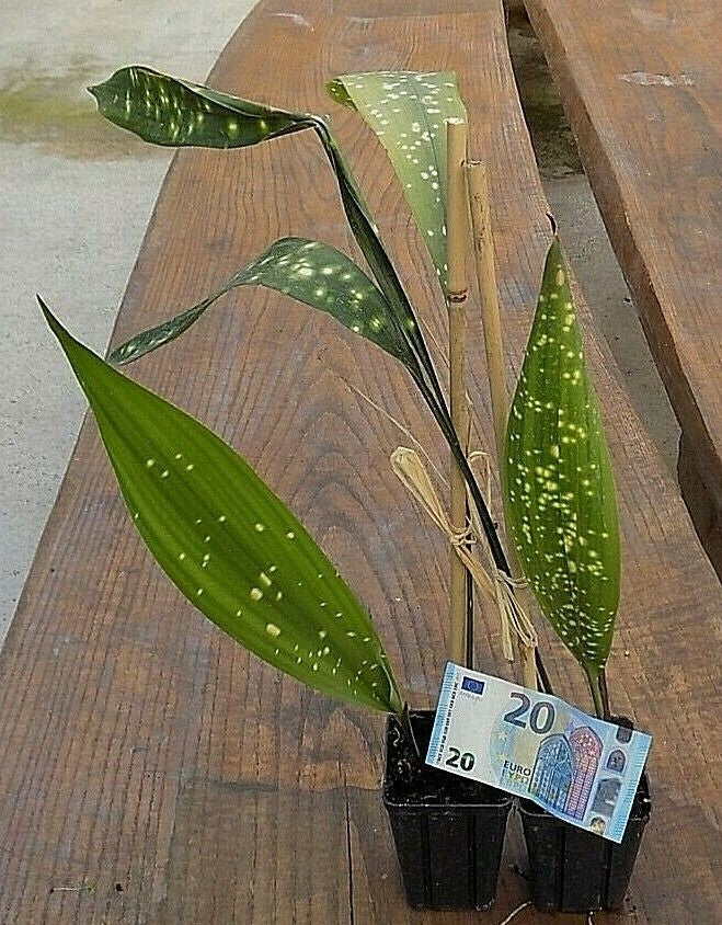 Aspidistra sichuanensis Chromatographic in Vaso