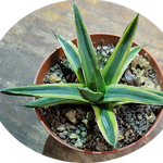 Agave victoria-reginae f. variegata "aureo-marginata"