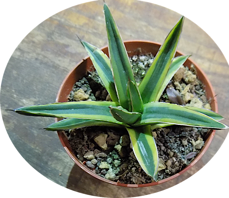 Agave victoria-reginae f. variegata "aureo-marginata"
