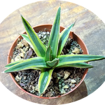 Agave victoria-reginae f. variegata "aureo-marginata"
