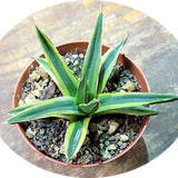 Agave victoria-reginae f. variegata "aureo-marginata"
