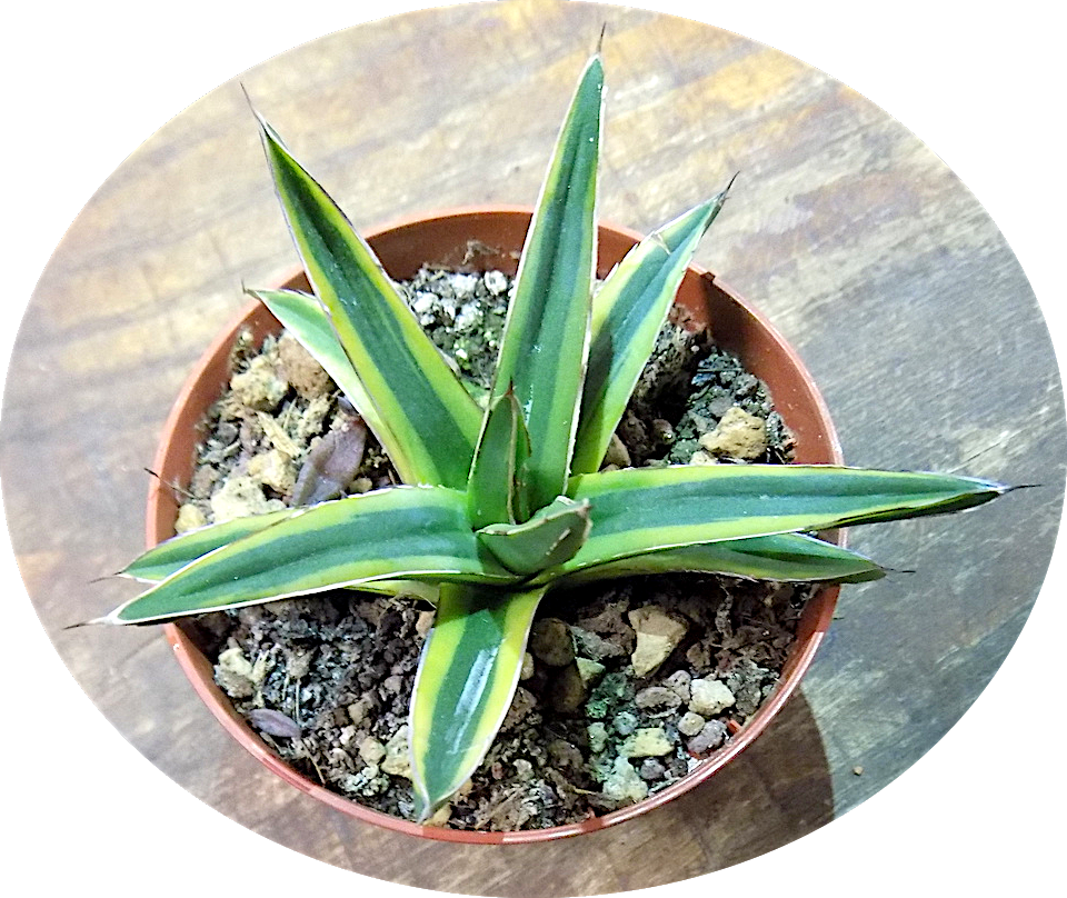 Agave victoria-reginae f. variegata "aureo-marginata"