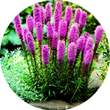 Liatris spicata 'Floristan Violett' 9 cm pot