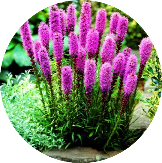 Liatris spicata 'Floristan Violett' 9 cm pot