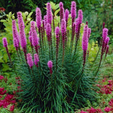 Liatris spicata 'Floristan Violett' 9 cm pot