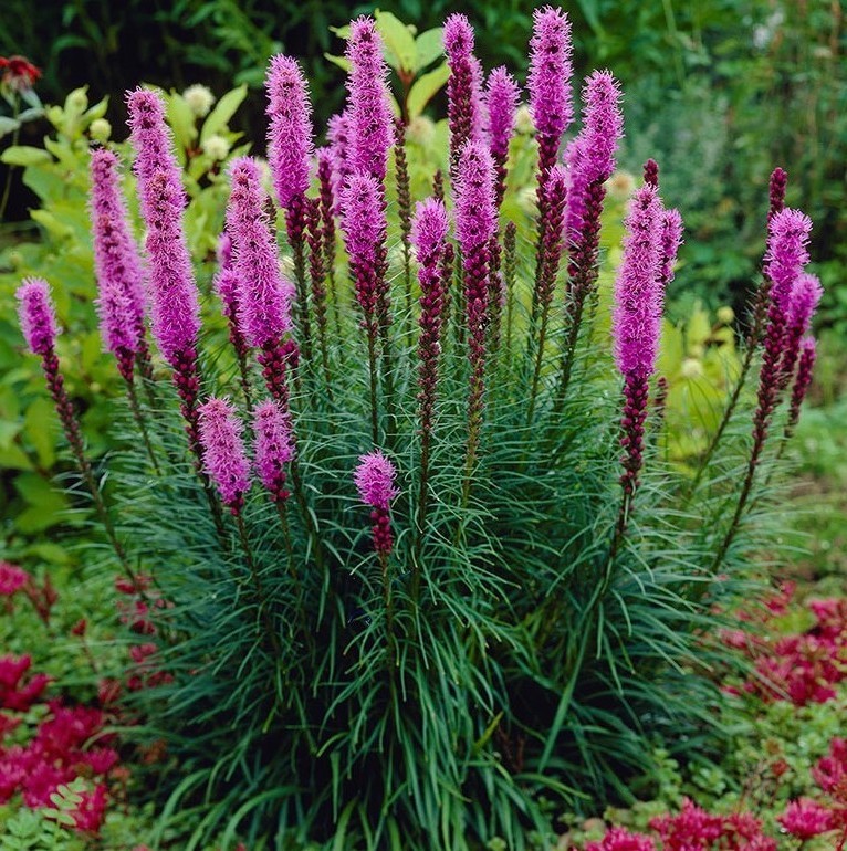 Liatris spicata 'Floristan Violett' 9 cm pot