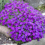 Aubretia Aubrieta cascade blue vaso