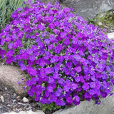 Aubretia Aubrieta cascade blue vaso