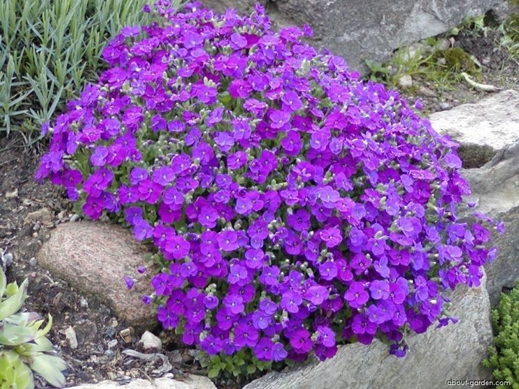 Aubretia Aubrieta cascade blue vaso