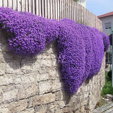 Aubretia Aubrieta cascade blue vaso