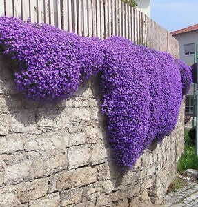 Aubretia Aubrieta cascade blue vaso