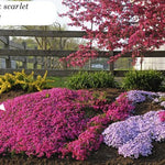 Phlox  subulata Scarlet flame  vaso 10