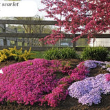 Phlox  subulata Scarlet flame  vaso 10