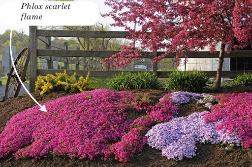 Phlox  subulata Scarlet flame  vaso 10